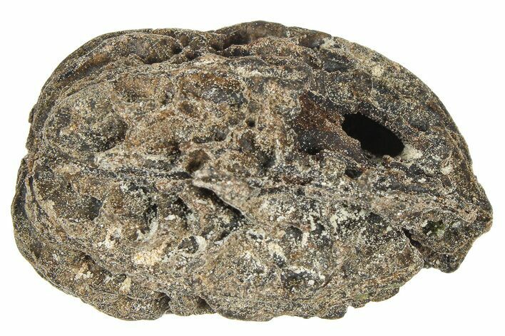Pliocene Fossil Butternut Tree (Juglans) Nut - France #365379